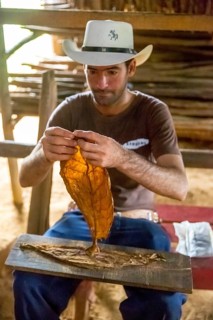 Tobacco farmer Luis Manne Alvares Rodrigues cuts and rolls a cigar from a tobacco roll, tobacco