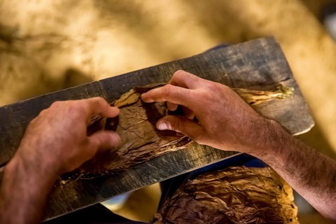 Tobacco farmer, tobacco farmer Luis Manne Alvares Rodrigues cuts and rolls a cigar from a tobacco