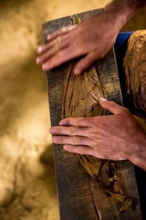 Tobacco farmer, tobacco farmer Luis Manne Alvares Rodrigues cuts and rolls a cigar from a tobacco