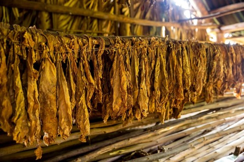 Drying tobacco leaves in a tobacco barn, tobacco farm in the Vinales Valley, Viñales, Cuba, Pinar
