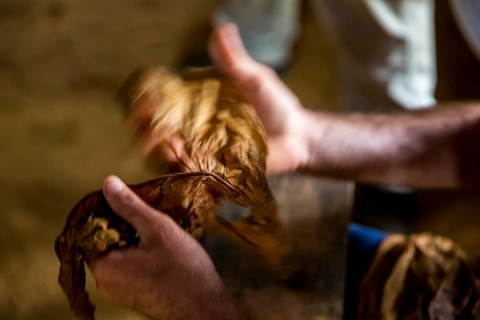 Tobacco farmer, tobacco farmer Luis Manne Alvares Rodrigues cuts and rolls a cigar from a tobacco