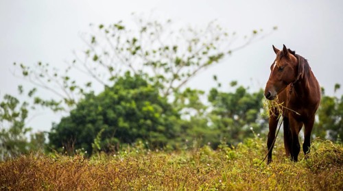 Grazing horse in the Vinalestal, Cuba, Pinar del Río, Cuba, Pinar del Río