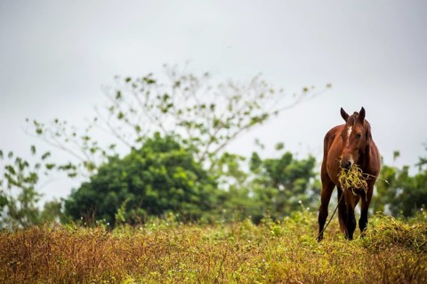 Grazing horse in the Vinalestal, Cuba, Pinar del Río, Cuba, Pinar del Río