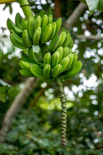 Banana panicle on a banana tree, Viñales, Cuba, Pinar del Río, Cuba, Viñales, Pinar del Río
