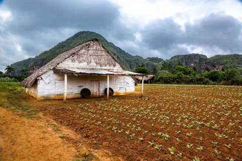 Drying barn for tobacco leaves in the Vinales Valley with hills, Viñales, Cuba, Pinar del Río,