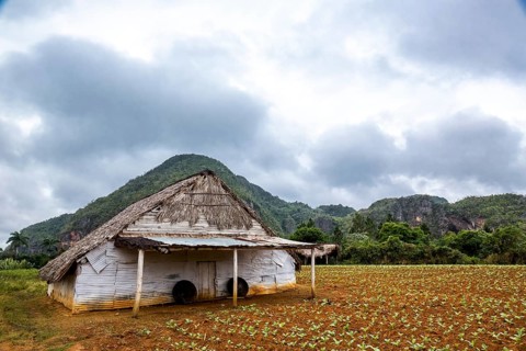 Drying barn for tobacco leaves in the Vinales Valley with hills, Viñales, Cuba, Pinar del Río,