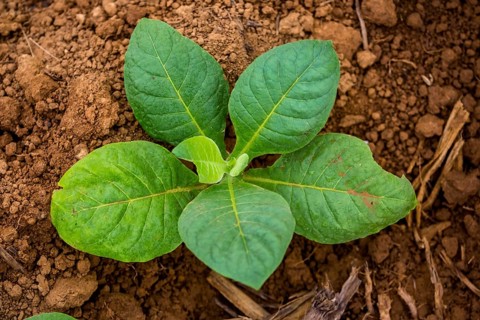 Tobacco (Nicotiana), Tobacco plants, Viñales, Cuba, Pinar del Río, Cuba, Viñales, Pinar del Río