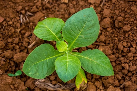 Tobacco (Nicotiana), Tobacco plants, Viñales, Cuba, Pinar del Río, Cuba, Viñales, Pinar del Río