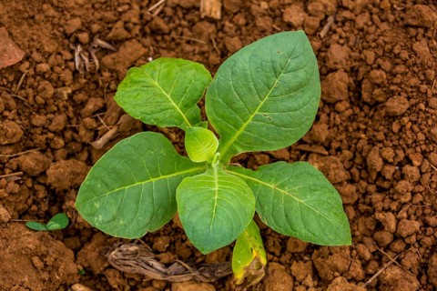 Tobacco (Nicotiana), Tobacco plants, Viñales, Cuba, Pinar del Río, Cuba, Viñales, Pinar del Río