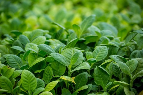 Tobacco (Nicotiana), planting bed for tobacco plants, cultivation of tobacco plants, Cuba, Pinar
