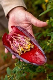 Blossom of a banana (Musa paradisiaca), opened banana blossom, Viñales, Cuba, Pinar del Río, Cuba,