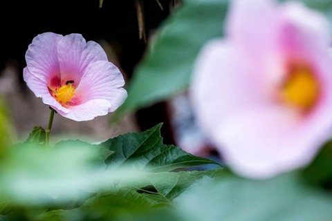 Hibiscus (Hibiscus), Cuba, Pinar del Río, Cuba, Central America, Viñales, Pinar del Río