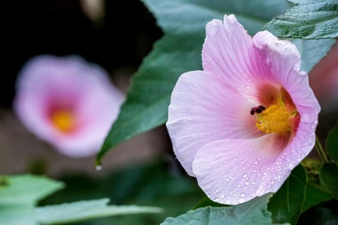 Hibiscus (Hibiscus), Cuba, Pinar del Río, Cuba, Central America, Viñales, Pinar del Río