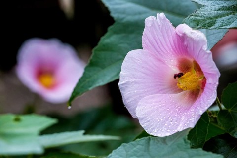 Hibiscus (Hibiscus), Cuba, Pinar del Río, Cuba, Central America, Viñales, Pinar del Río