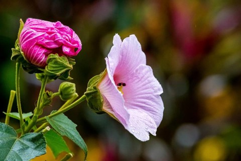 Hibiscus (Hibiscus), Cuba, Pinar del Río, Cuba, Central America, Viñales, Pinar del Río