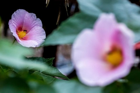 Hibiscus (Hibiscus), Cuba, Pinar del Río, Cuba, Central America, Viñales, Pinar del Río