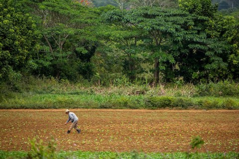Tobacco (Nicotiana), Baür works his tobacco field in the Vinales Valley, Cuba, Pinar del Río, Cuba,