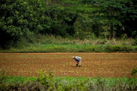 Tobacco (Nicotiana), Baür works his tobacco field in the Vinales Valley, Cuba, Pinar del Río, Cuba,
