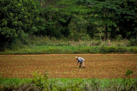 Tobacco (Nicotiana), Baür works his tobacco field in the Vinales Valley, Cuba, Pinar del Río, Cuba,
