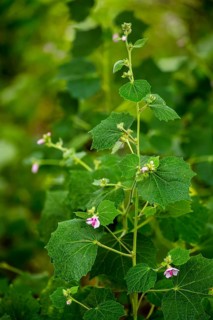 Mallow with flowers (Malva), Cuba, Pinar del Río, Cuba, Pinar del Río