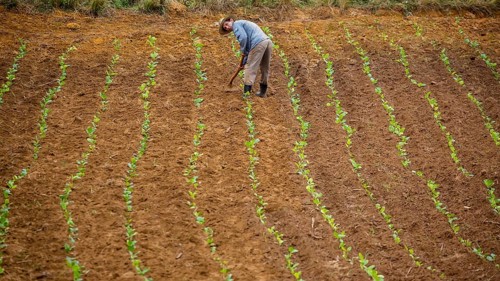 Tobacco (Nicotiana), Baür works his tobacco field in the Vinales Valley, Cuba, Pinar del Río, Cuba,