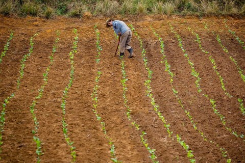Tobacco (Nicotiana), Baür works his tobacco field in the Vinales Valley, Cuba, Pinar del Río, Cuba,