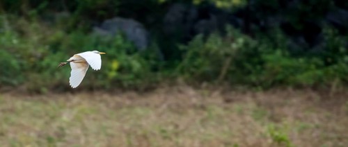 Cattle egret in flight, Cuba, Pinar del Río, Cuba, Pinar del Río