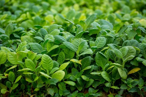 Tobacco (Nicotiana), planting bed for tobacco plants, cultivation of tobacco plants, Cuba, Pinar