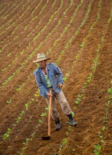 Tobacco (Nicotiana), Baür works his tobacco field in the Vinales Valley, Cuba, Pinar del Río, Cuba,