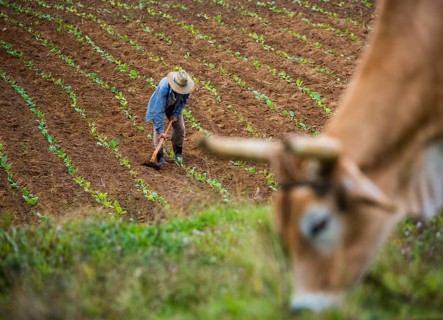Tobacco (Nicotiana), Baür works his tobacco field in the Vinales Valley, Cuba, Pinar del Río, Cuba,
