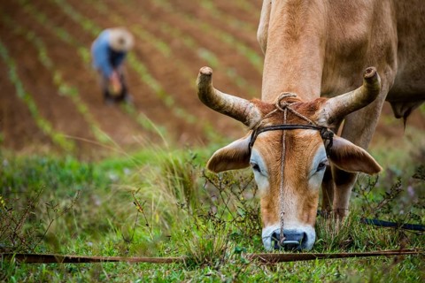 Ploughed cattle in the Vinalestal, Cuba, Pinar del Río, Cuba, Pinar del Río