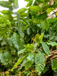 Banana leaves, Viñales, Cuba, Pinar del Río, Cuba