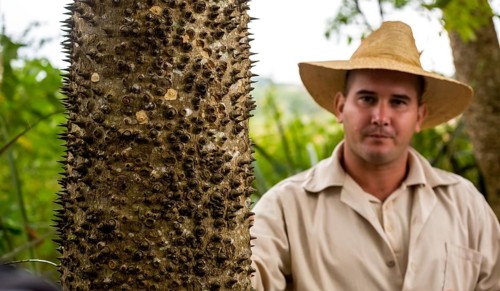 Florett silk tree (Ceiba speciosa) with travel guide, Viñales, Cuba, Pinar del Río, Cuba, Viñales,