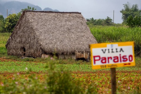 Barn covered with leaves for drying tobacco leaves, Viñales, Cuba, Pinar del Río, Cuba, Viñales,