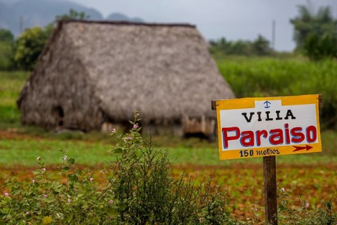 Barn covered with leaves for drying tobacco leaves, Viñales, Cuba, Pinar del Río, Cuba, Viñales,