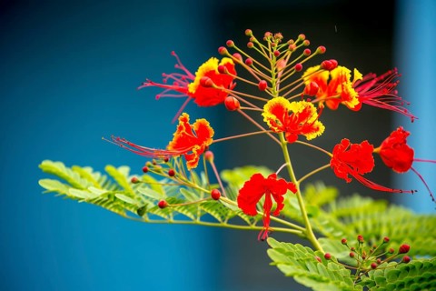 Red and yellow flowering plant in a Cuban ornamental garden in the Vinales Valley Viñales, Cuba,