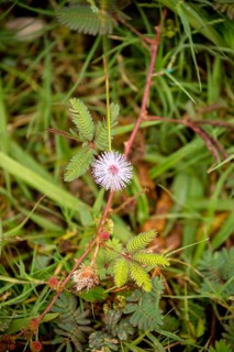 Mimosa pudica (Mimosa pudica), Viñales, Cuba, Pinar del Río, Cuba, Viñales, Pinar del Río