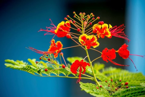 Red and yellow flowering plant in a Cuban ornamental garden in the Vinales Valley Viñales, Cuba,