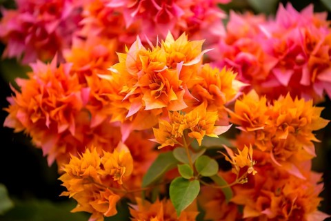 Flowering bougainvillea or triplet flower (Bougainvillea glabra), bougainvilla, flowers of the