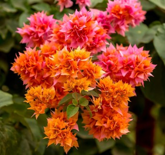 Flowering bougainvillea or triplet flower (Bougainvillea glabra), bougainvilla, flowers of the