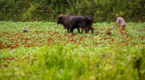 Baür flügt mit zwei Bullen eeinen Tabakacker, Tobacco field, Agriculture, Tobacco (Nicotiana),