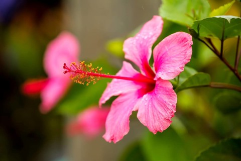 Pink Hibiscus (Hibiscus clayi), Hibiscus, Hibiscus flower, Viñales, Cuba, Pinar del Río, Cuba,