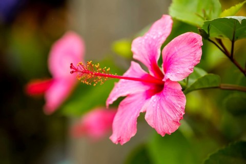 Pink Hibiscus (Hibiscus clayi), Hibiscus, Hibiscus flower, Viñales, Cuba, Pinar del Río, Cuba,