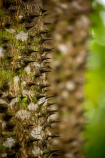Florett silk tree (Ceiba speciosa) with travel guide, Viñales, Cuba, Pinar del Río, Cuba, Viñales,