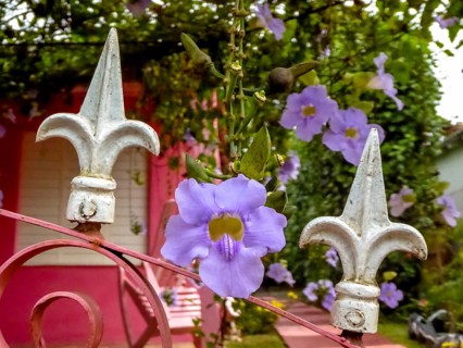 Orchid labiate, growing on a wrought iron fence in the Vinales Valley, Viñales, Cuba, Pinar del