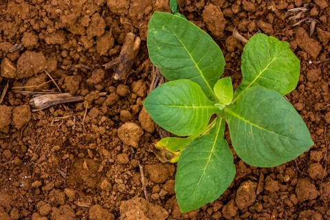 Tobacco (Nicotiana), Tobacco plants, Viñales, Cuba, Pinar del Río, Cuba, Viñales, Pinar del Río