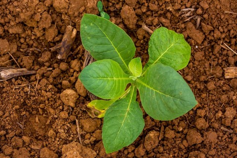 Tobacco (Nicotiana), Tobacco plants, Viñales, Cuba, Pinar del Río, Cuba, Viñales, Pinar del Río