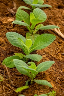 Tobacco (Nicotiana), Tobacco plants, Viñales, Cuba, Pinar del Río, Cuba, Viñales, Pinar del Río