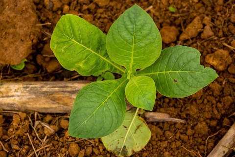Tobacco (Nicotiana), Tobacco plants, Viñales, Cuba, Pinar del Río, Cuba, Viñales, Pinar del Río