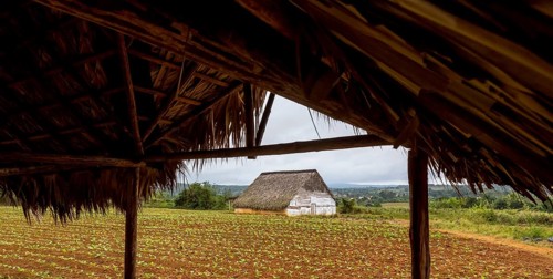 Leaf-covered shelter near a drying barn for tobacco plants, Viñales, Cuba, Pinar del Río, Cuba,
